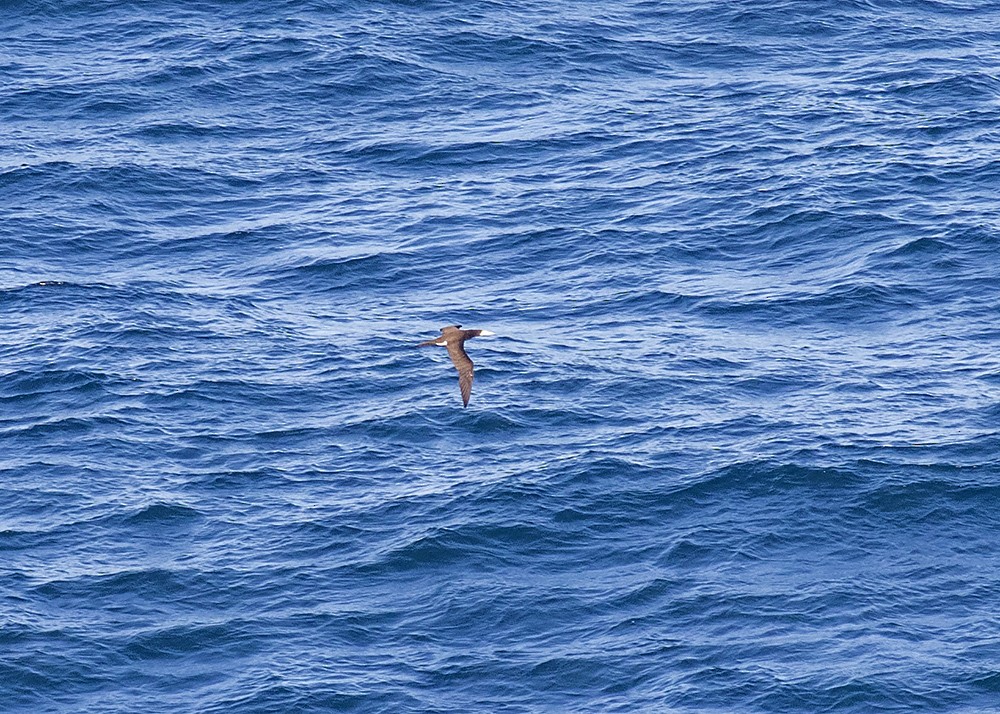 Brown Booby - ML210132401