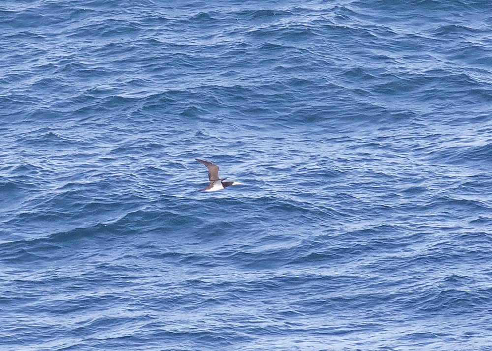 Brown Booby - ML210132411