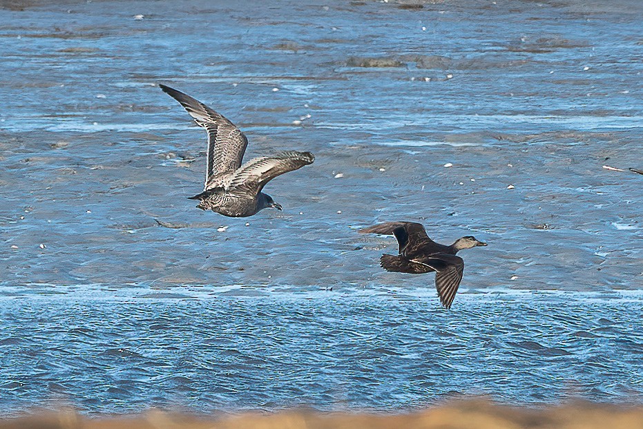 Great Black-backed Gull - ML210132441