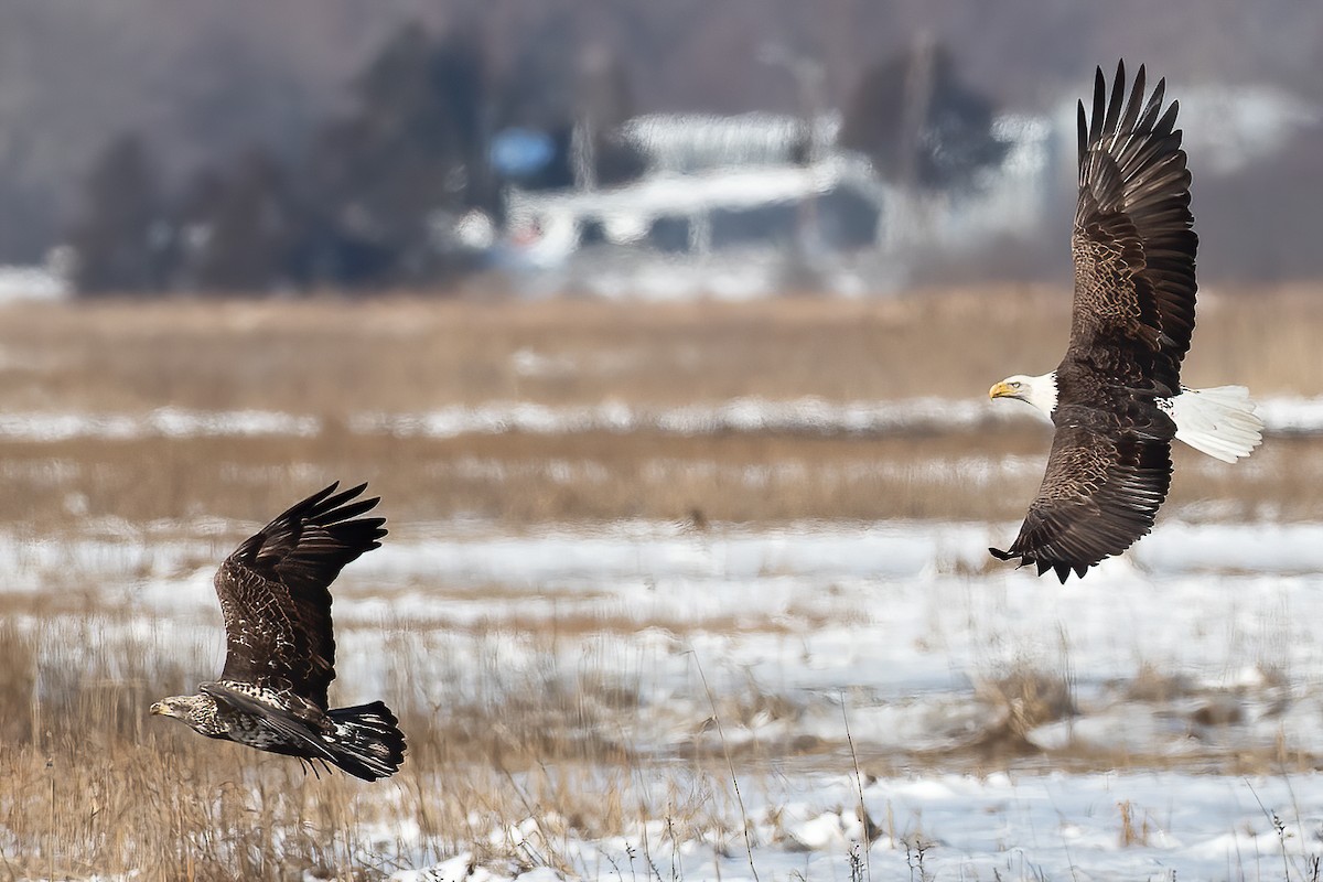 Bald Eagle - ML210132511