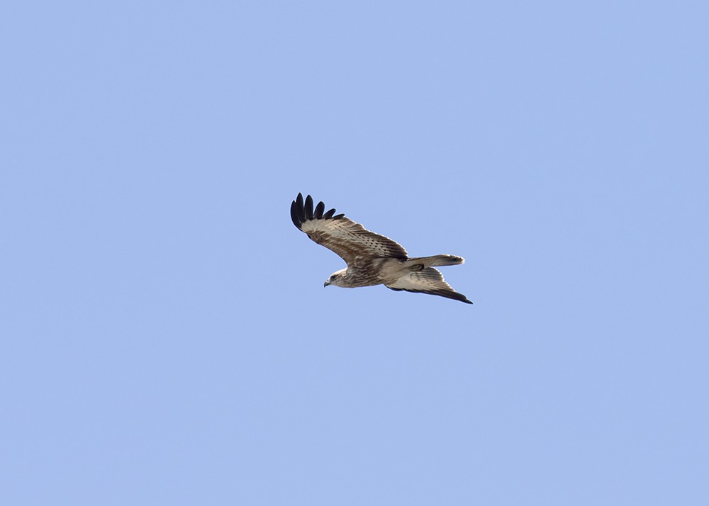 Brahminy Kite - ML210132561