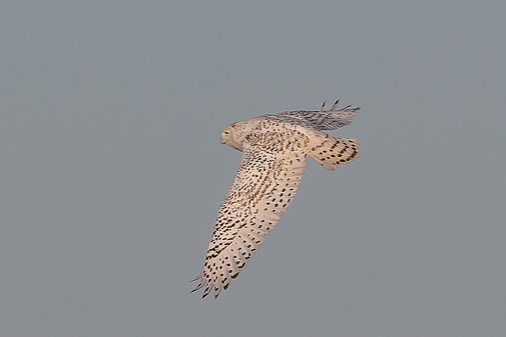 Snowy Owl - ML210132611