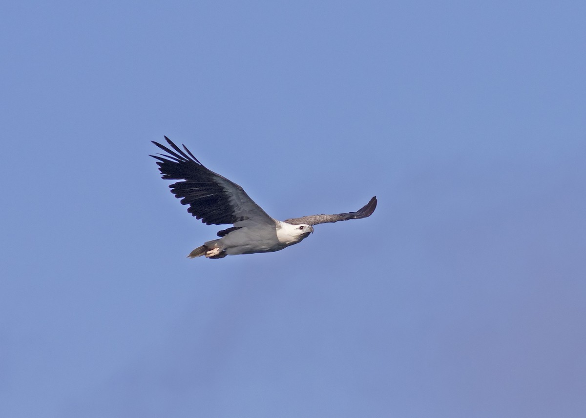 White-bellied Sea-Eagle - ML210132671