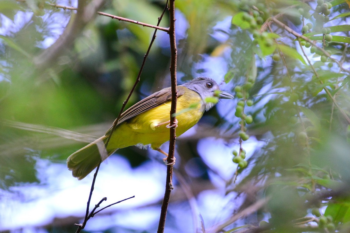 Yellow-bellied Bulbul - Harn Sheng Khor