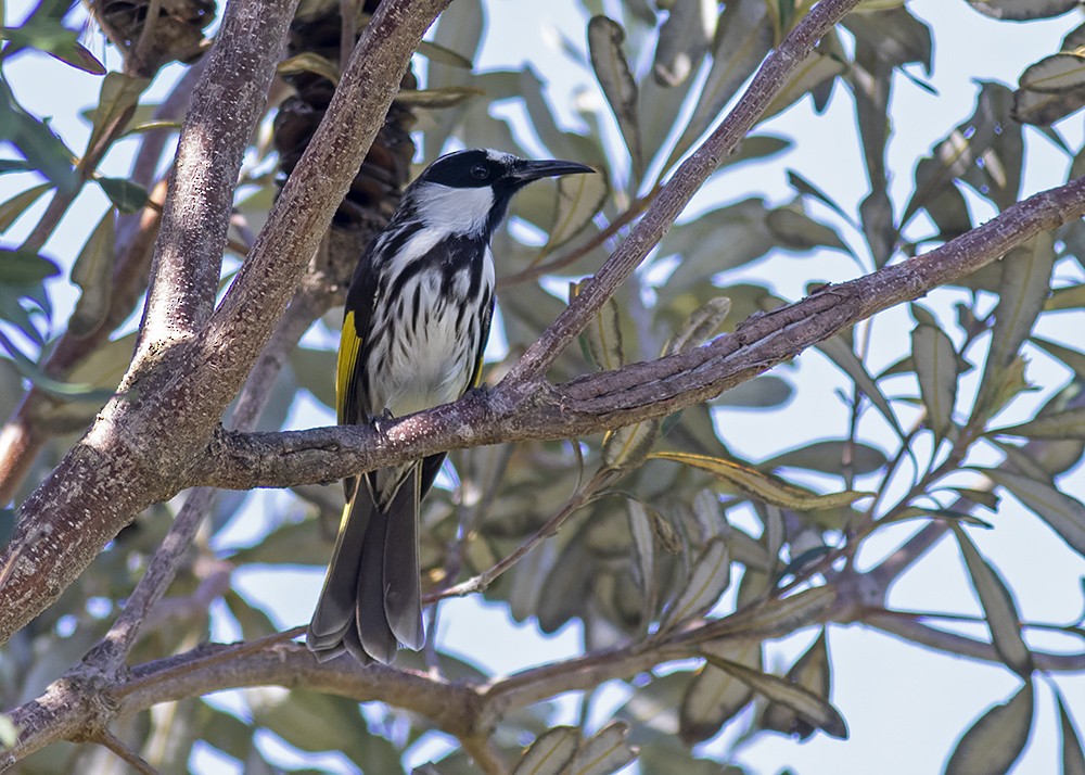 White-cheeked Honeyeater - ML210132961