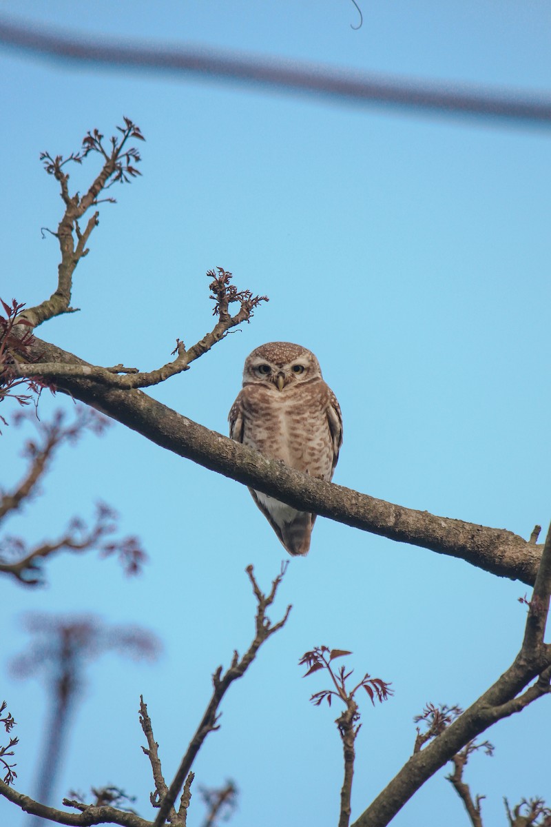 Spotted Owlet - ML210134981