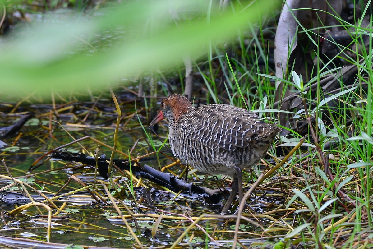 Slaty-breasted Rail - ML210135211