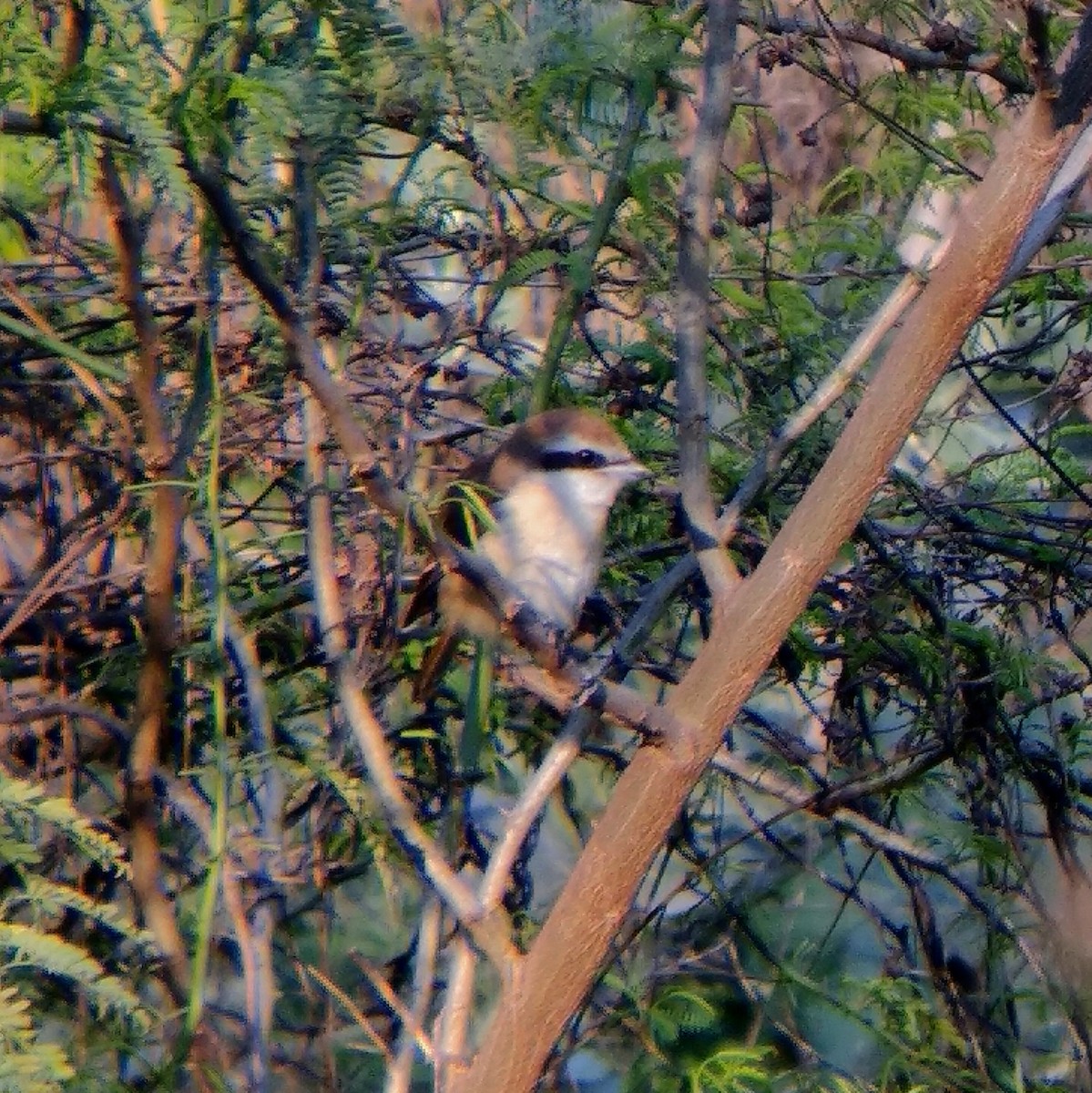 Brown Shrike - ML210135341