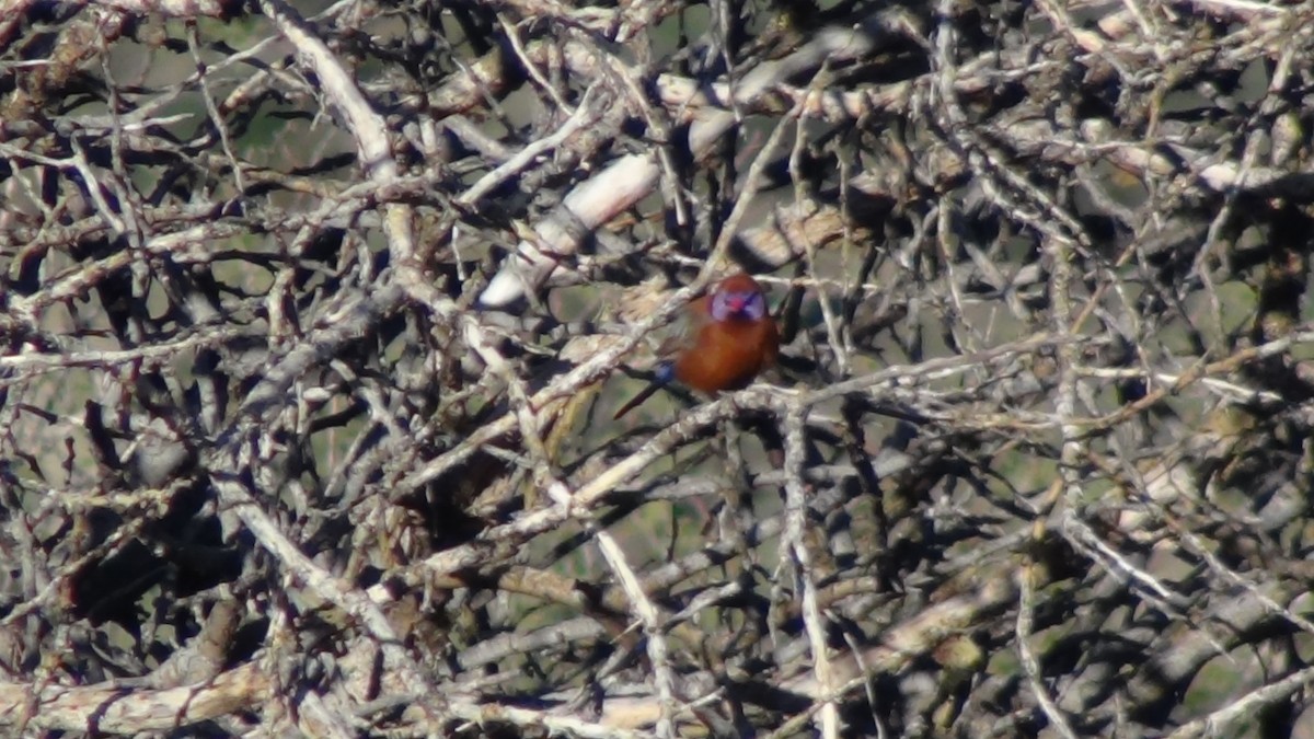 Violet-eared Waxbill - Christopher Rustay