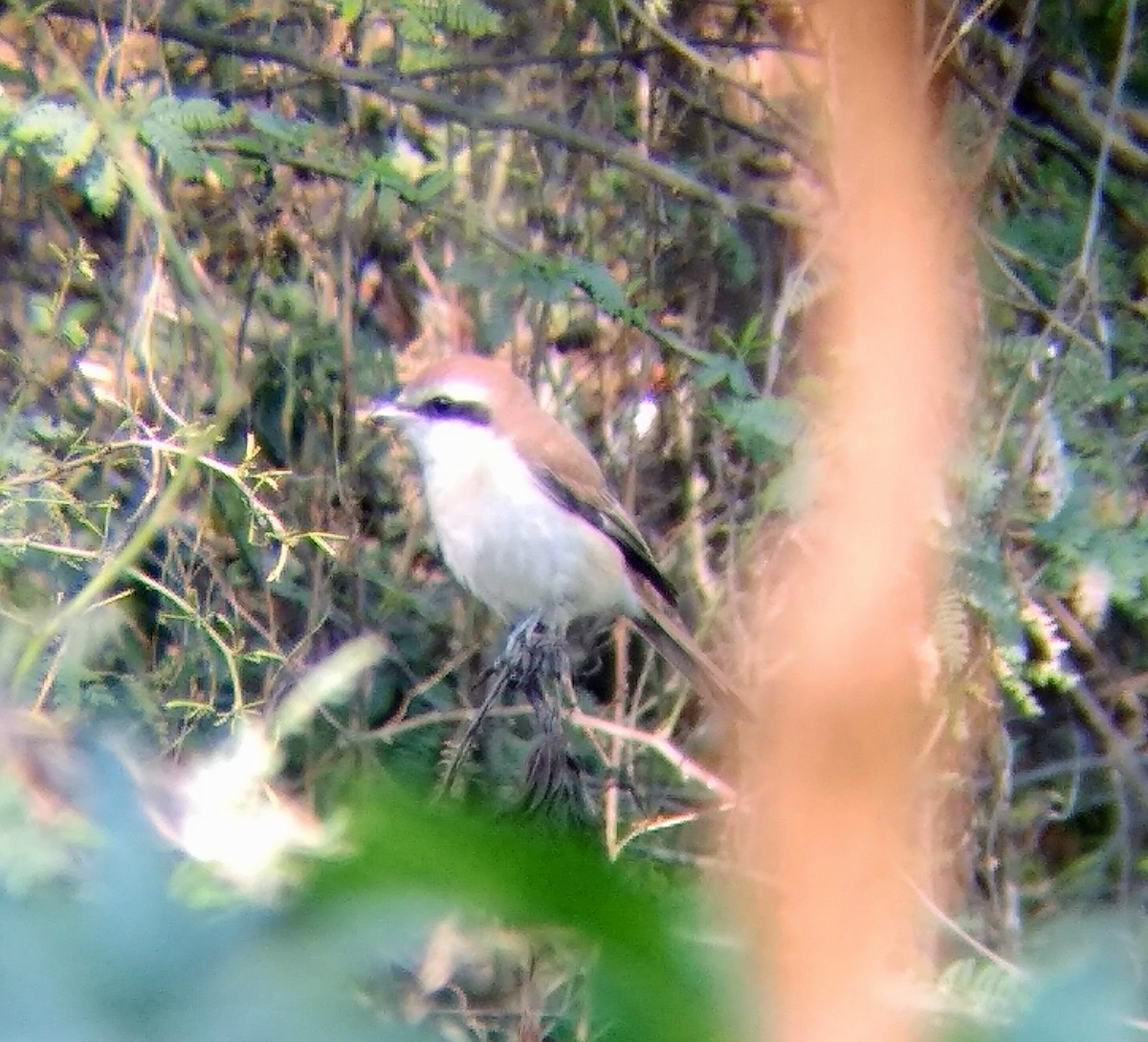 Brown Shrike - ML210135471