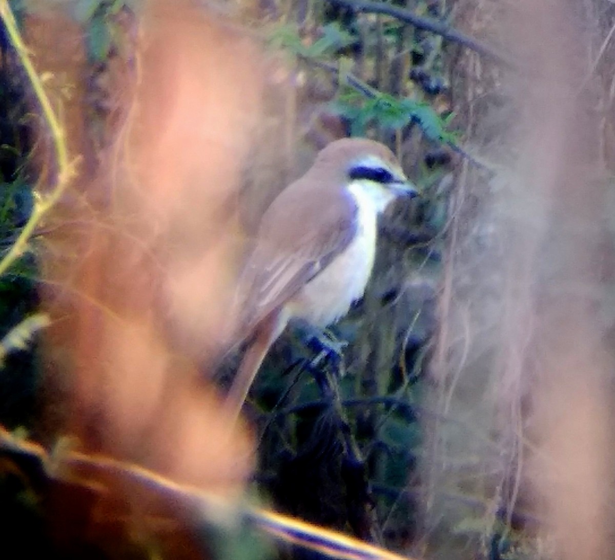 Brown Shrike - ML210135491