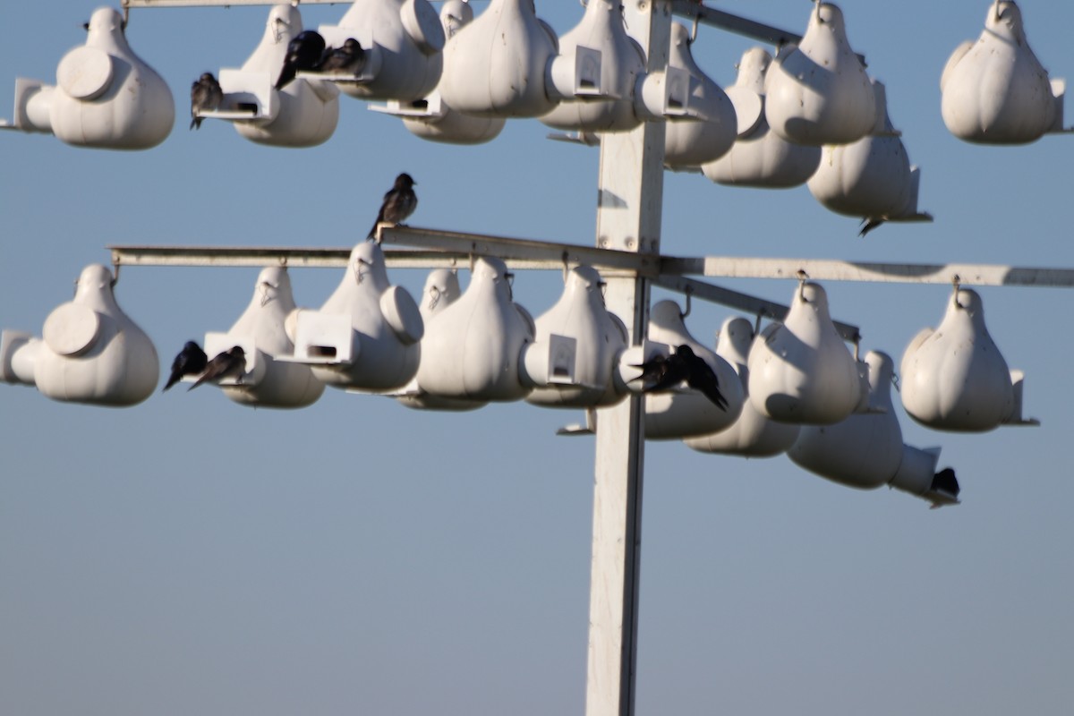 Purple Martin - Philip Woods