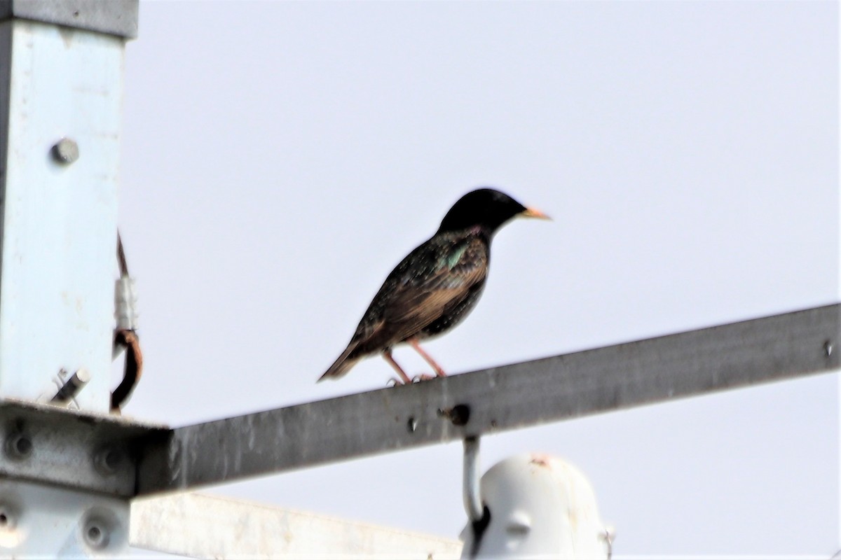 European Starling - ML210136721