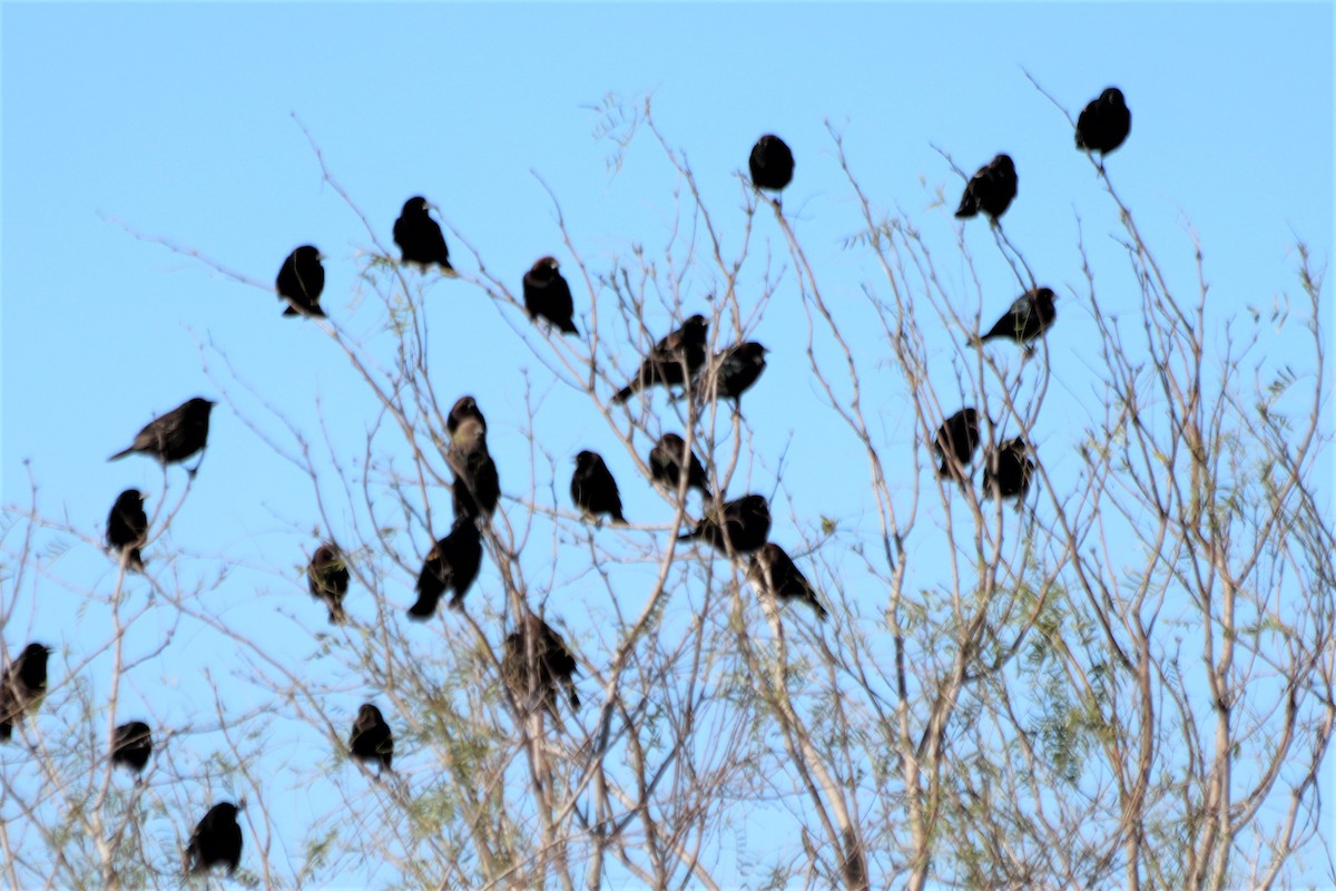 Red-winged Blackbird - ML210136741