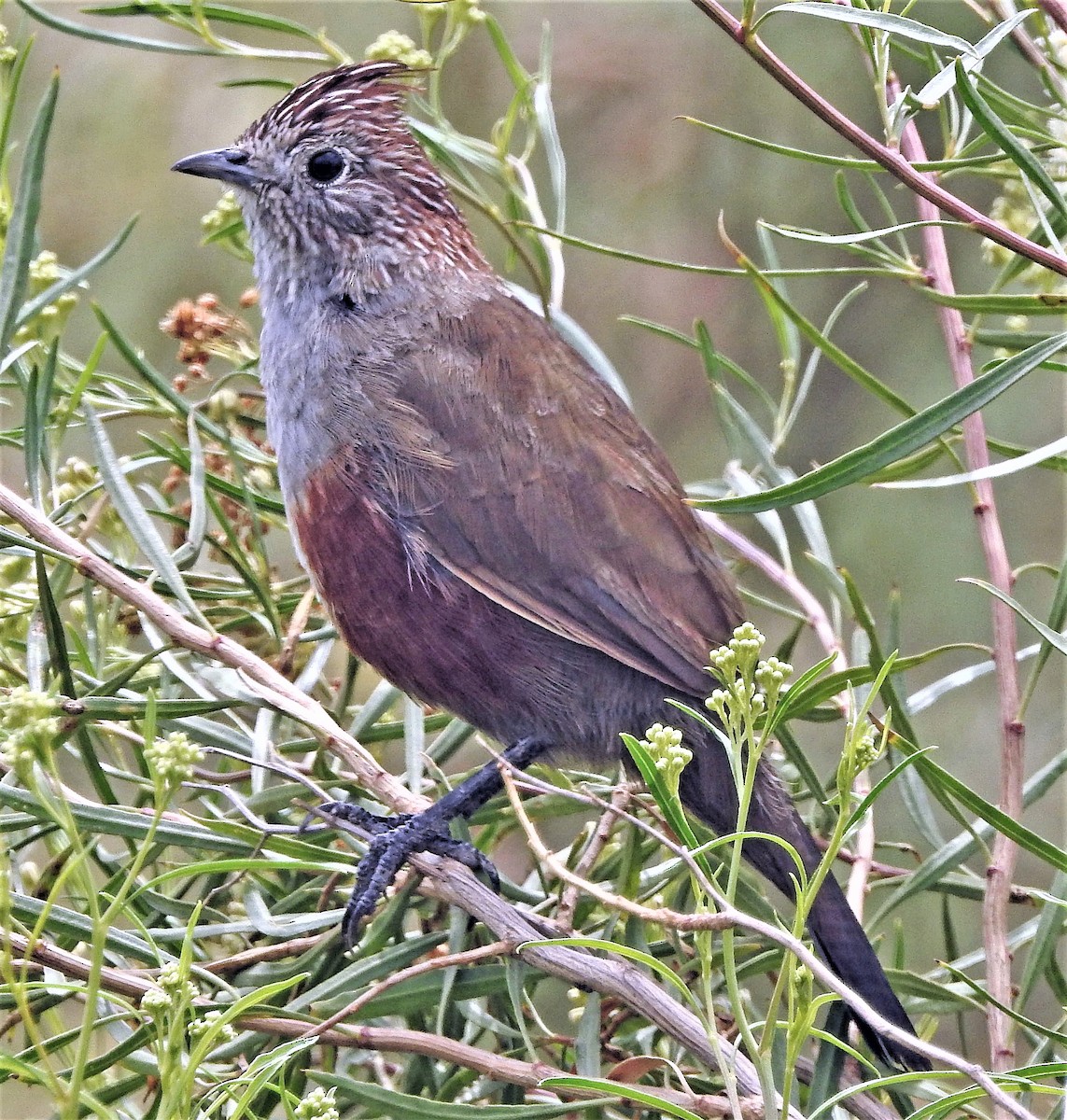 Gallito Copetón - ML210137191