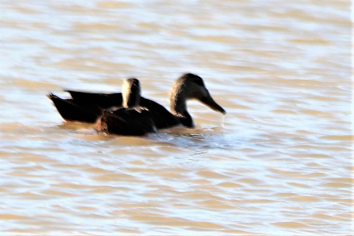 Northern Shoveler - ML210137821