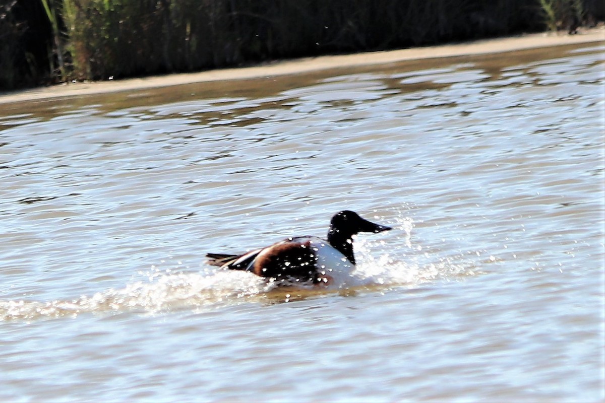 Northern Shoveler - ML210137831