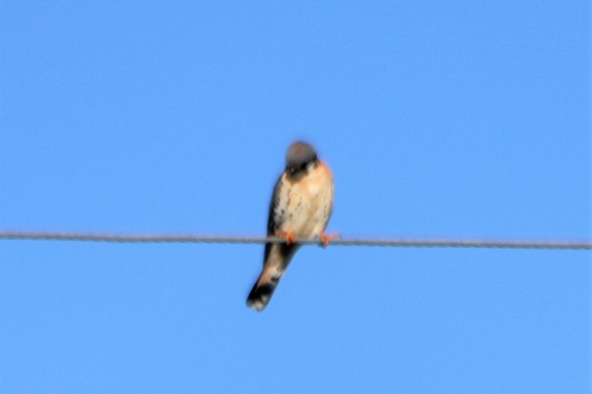 American Kestrel - ML210137871