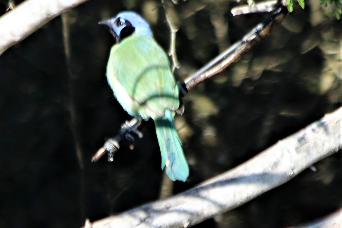 Green Jay - ML210137981