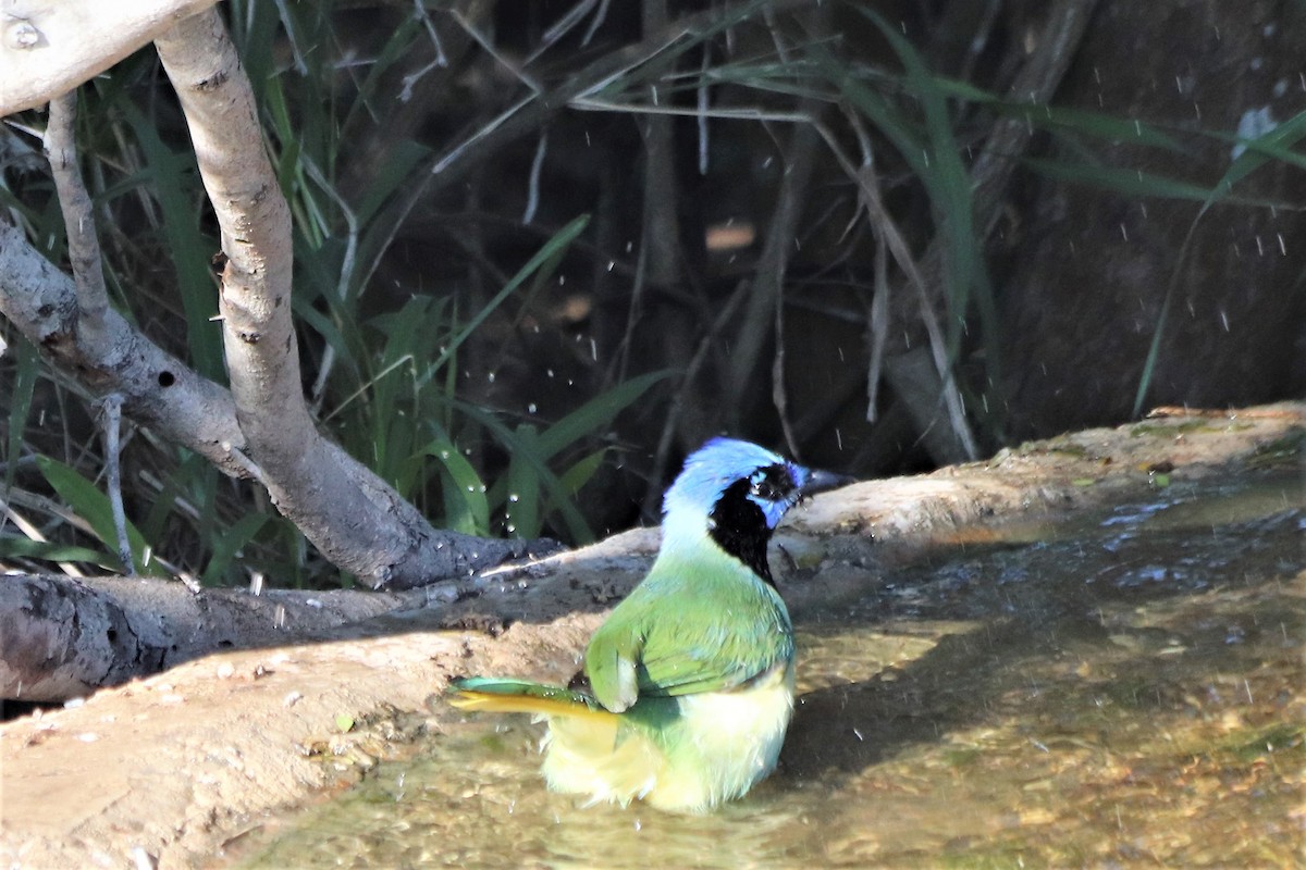 Green Jay - ML210137991