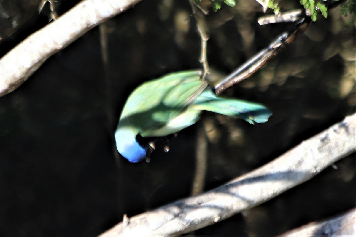 Green Jay - ML210138051