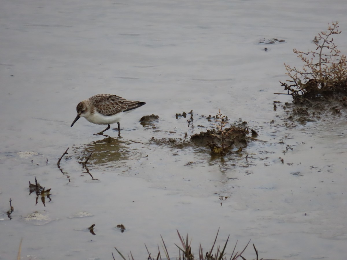 Semipalmated Sandpiper - ML210138061