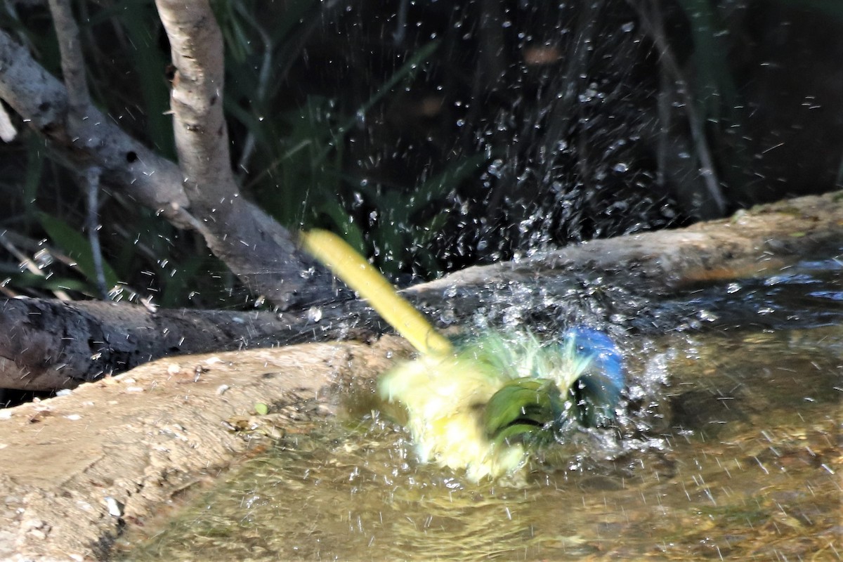 Green Jay - ML210138071