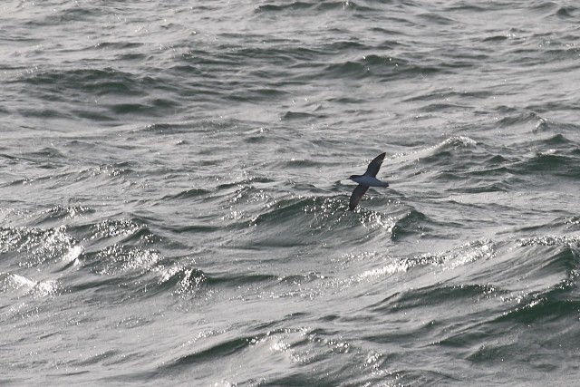 Puffin élégant - ML210138131