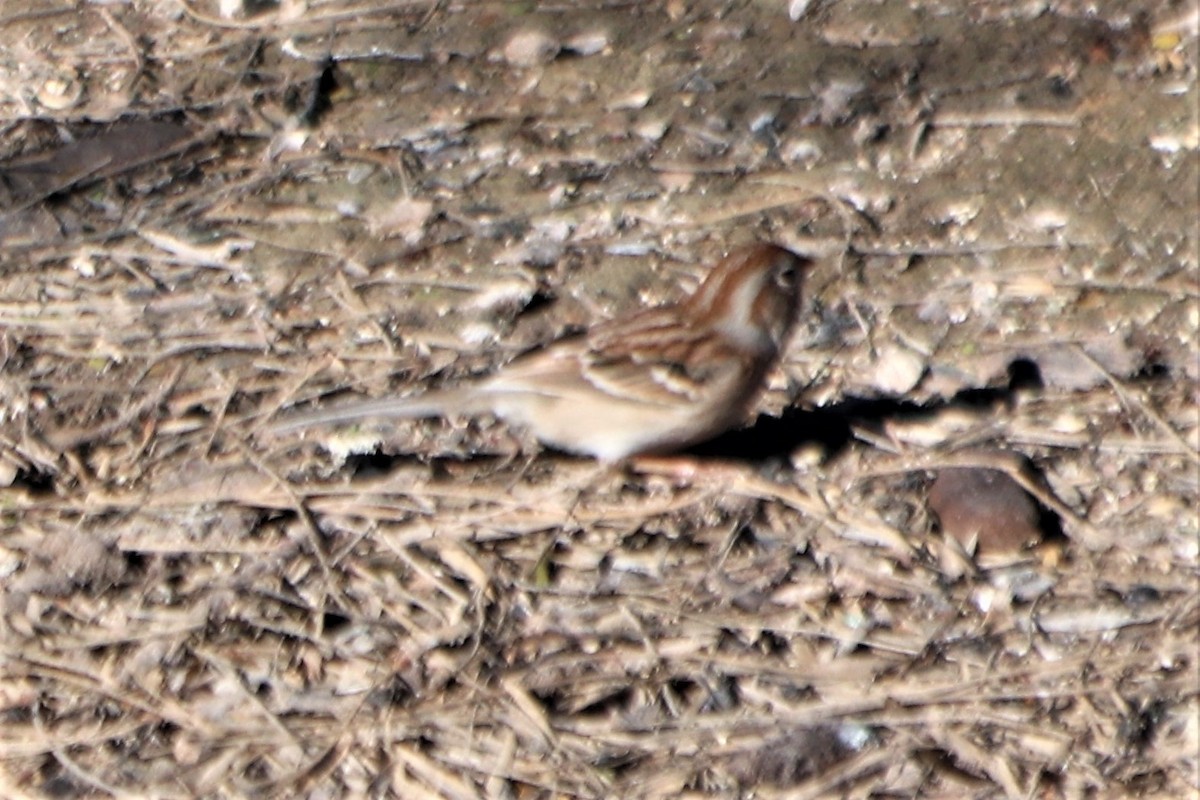 Field Sparrow - ML210138151