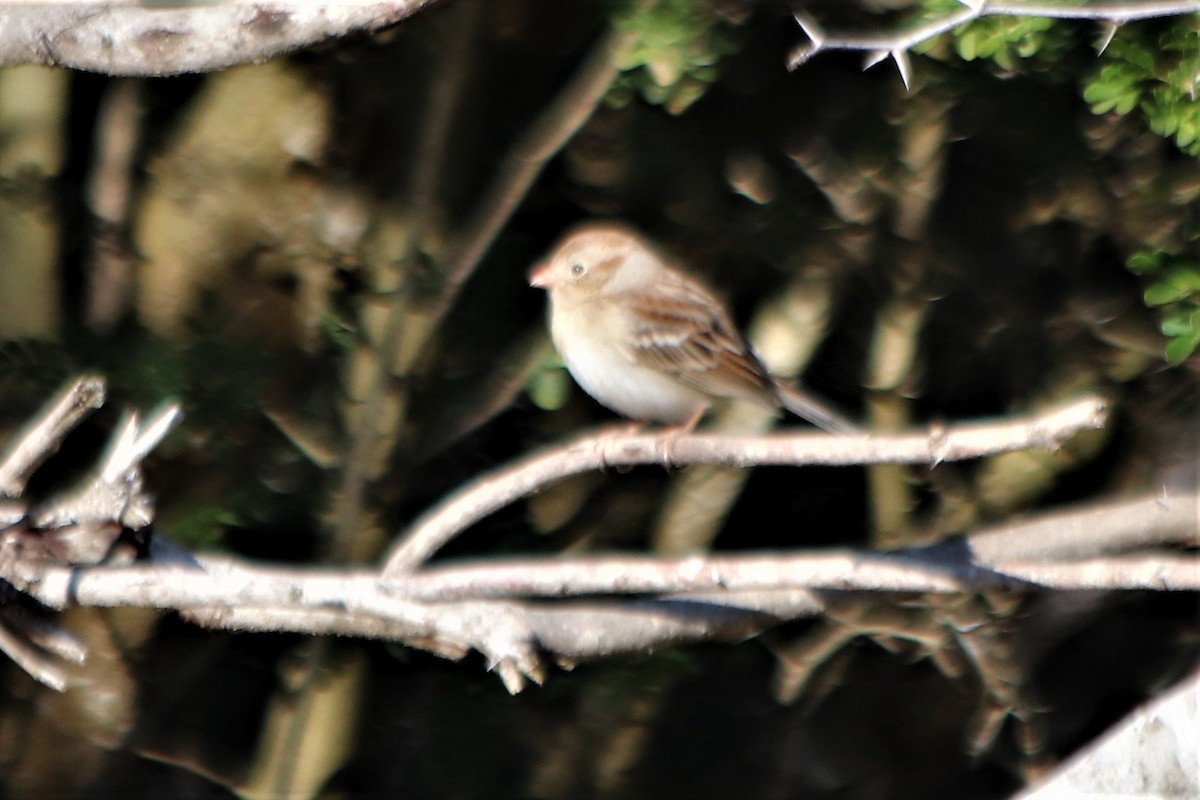 Field Sparrow - ML210138161