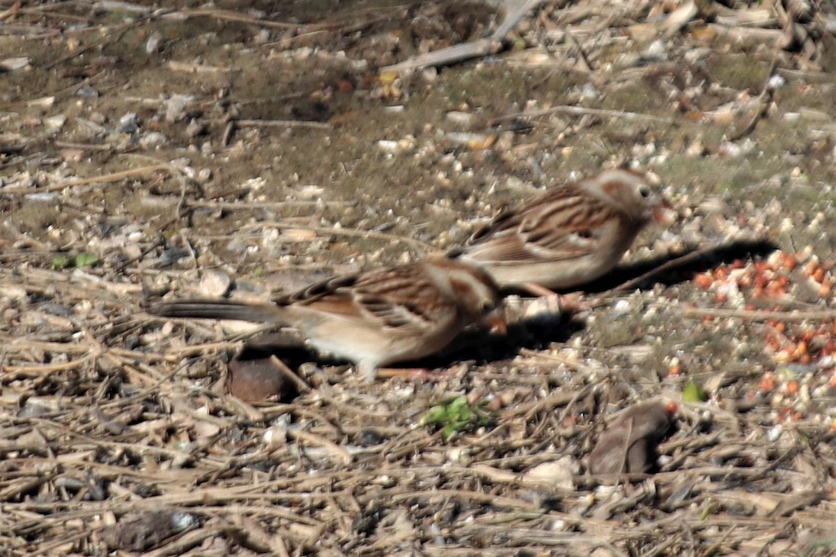 Field Sparrow - ML210138171