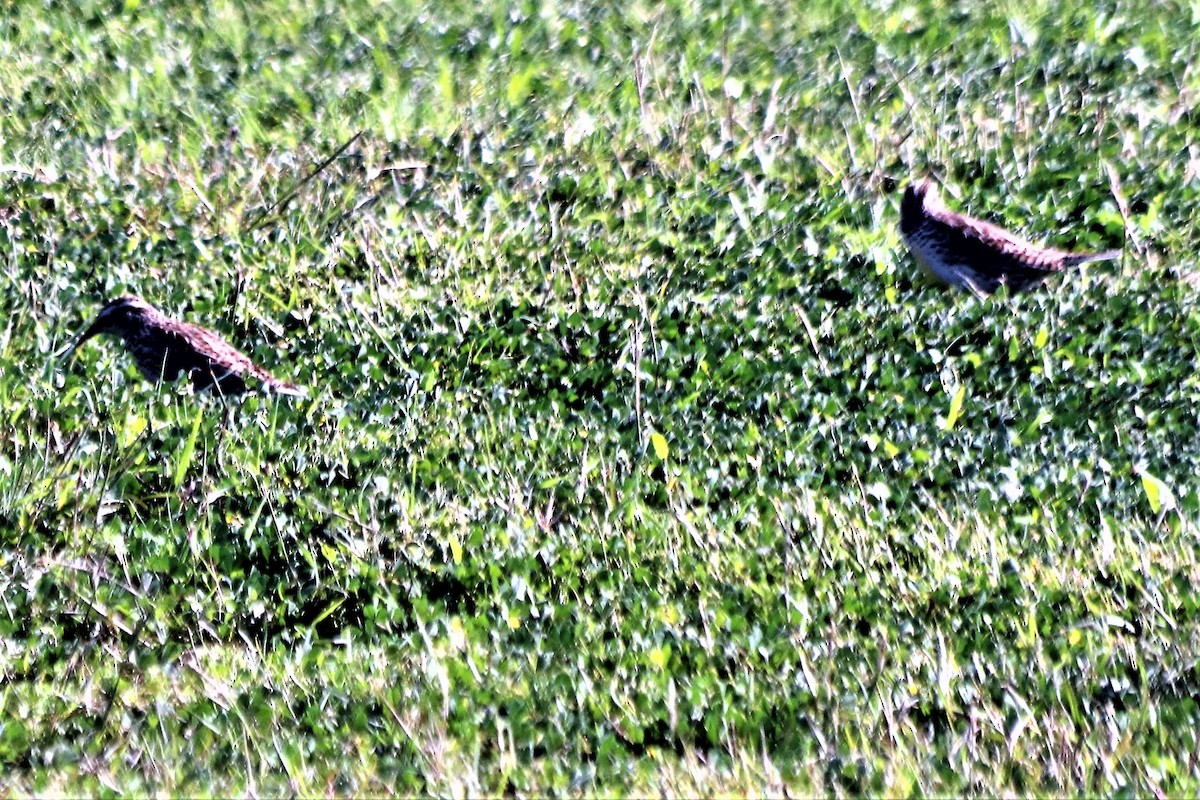 Western/Eastern Meadowlark - ML210138451