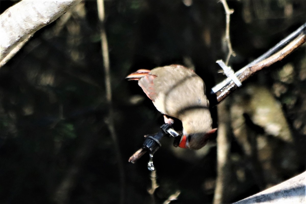 Northern Cardinal - ML210138471