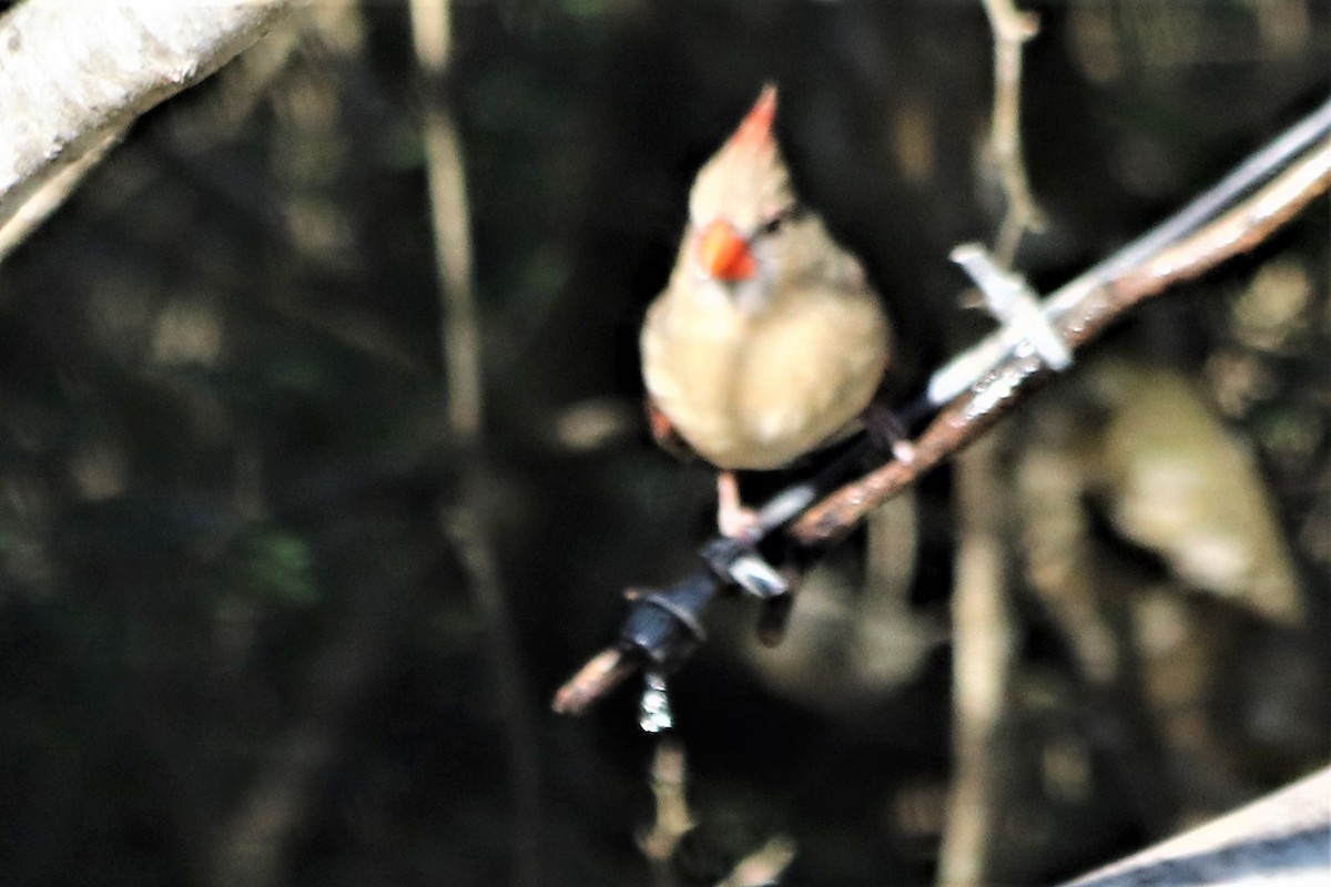 Northern Cardinal - ML210138481