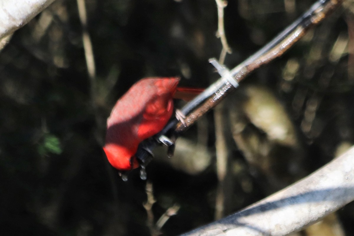 Northern Cardinal - ML210138491