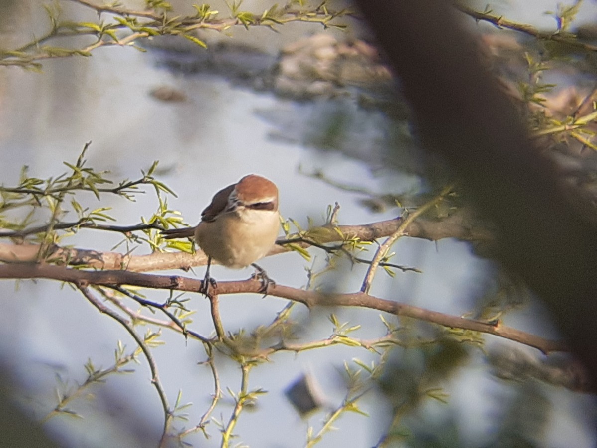 Brown Shrike - ML210139001