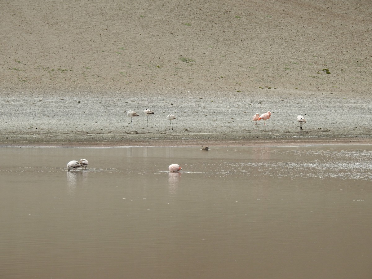 Chileflamingo - ML210140481