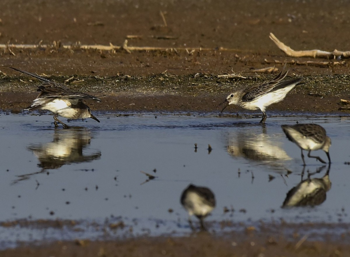 White-rumped Sandpiper - Miguel Ansenuza