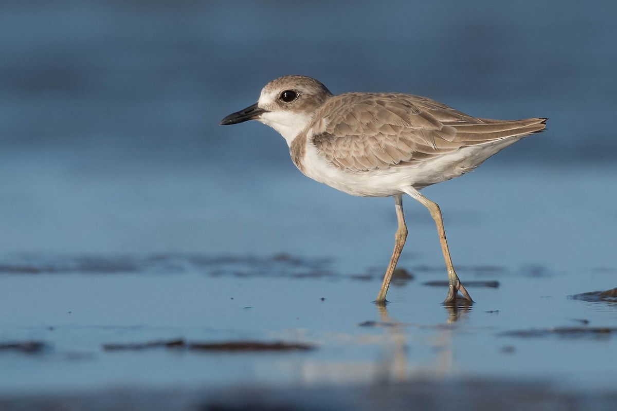 Greater Sand-Plover - Terence Alexander