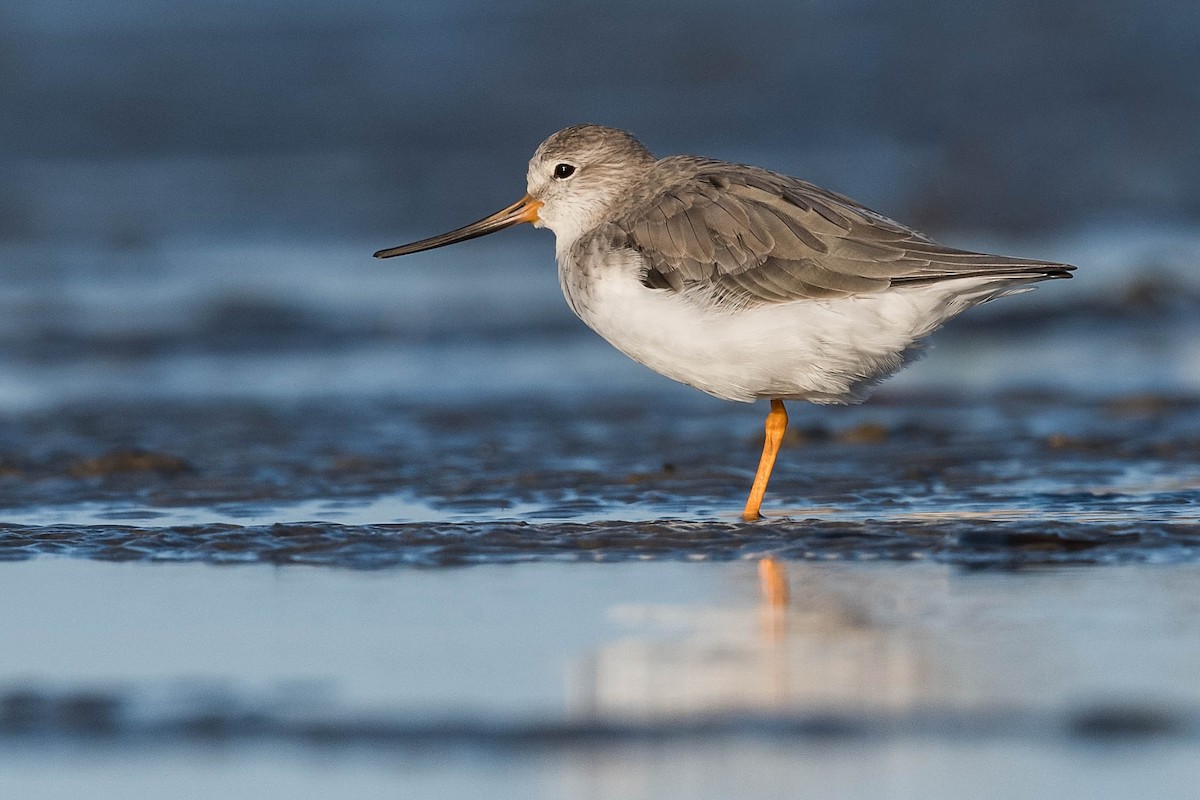 Terek Sandpiper - ML210141941