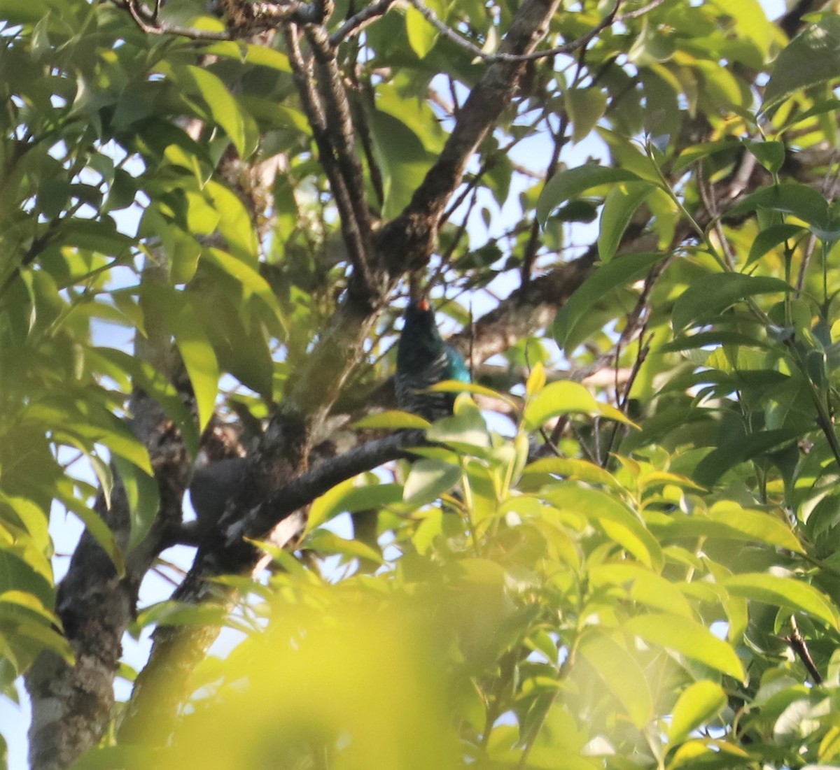 Asian Emerald Cuckoo - ML210142671