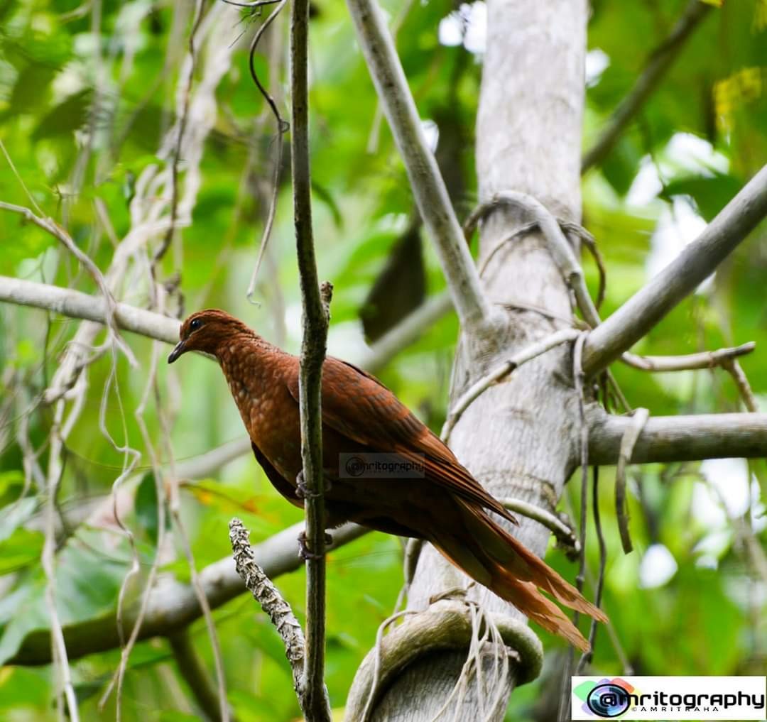 Andaman Cuckoo-Dove - ML210145961