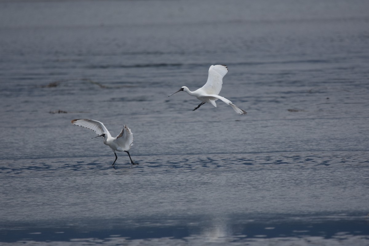 Black-faced Spoonbill - Feng  Chen(鳳珍） CHANG(張）