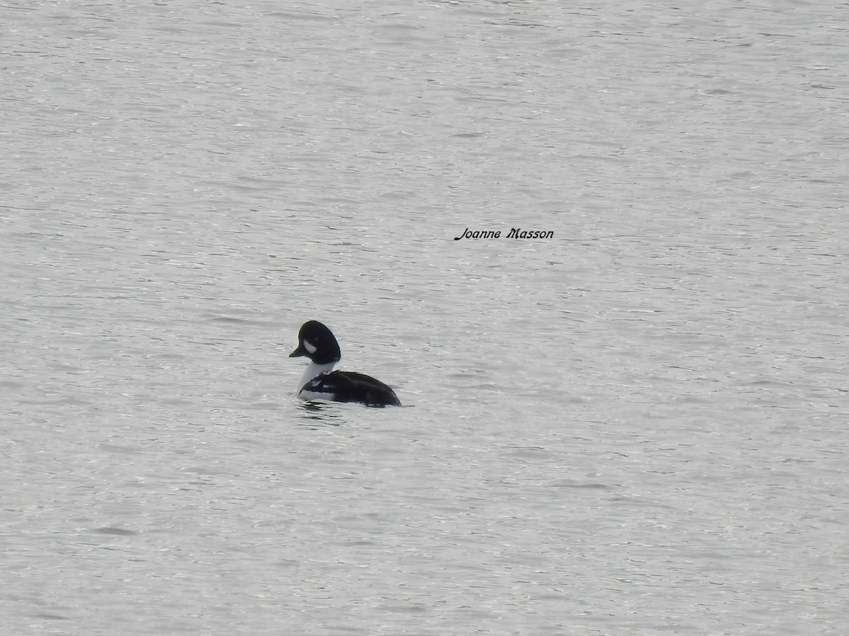 Barrow's Goldeneye - ML210147111