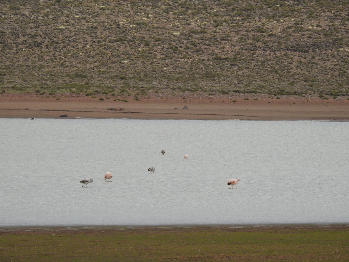 chileflamingo - ML210147541