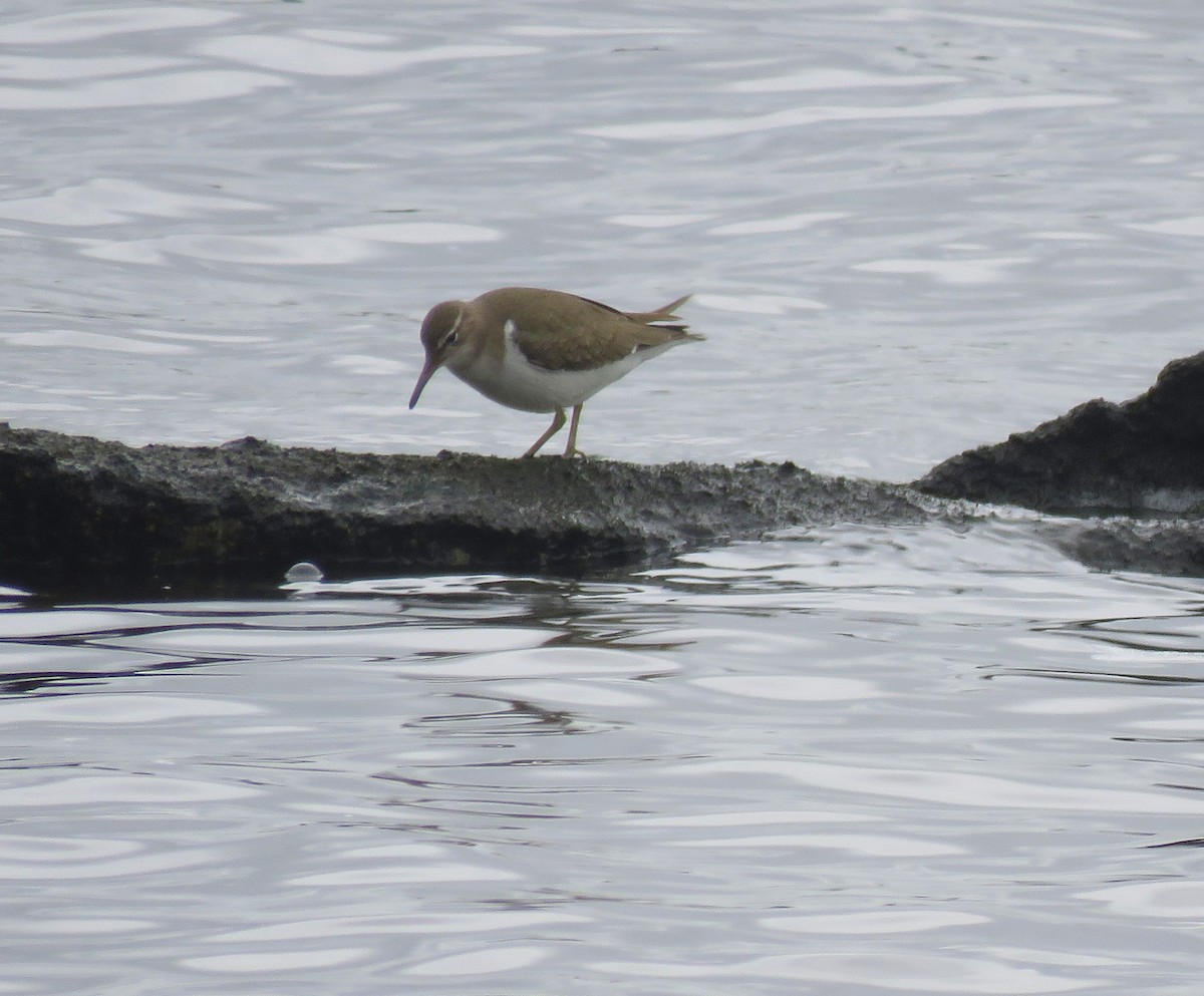 Spotted Sandpiper - Debbie Cusick