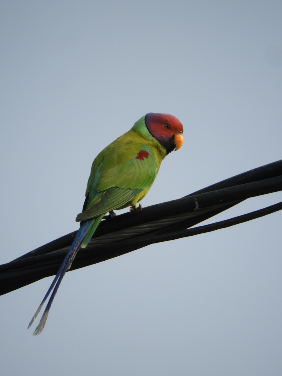 Plum-headed Parakeet - ML210150841