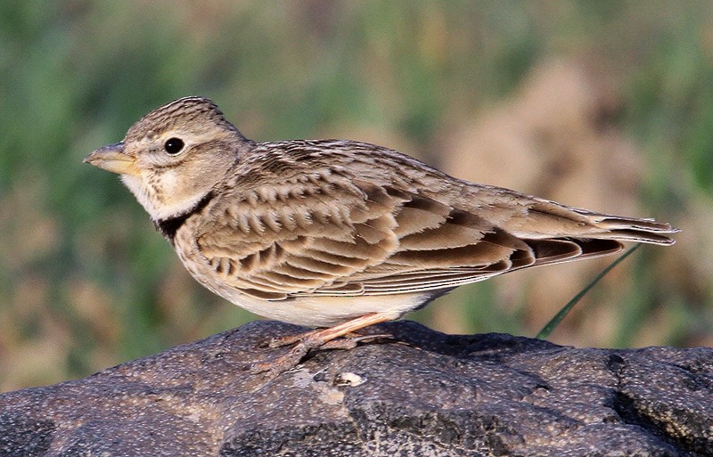 Calandra Lark - Asghar Mohammadi Nasrabadi