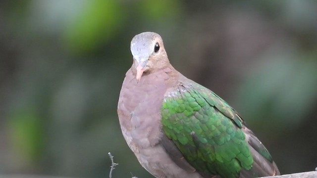 Asian Emerald Dove - ML210154101