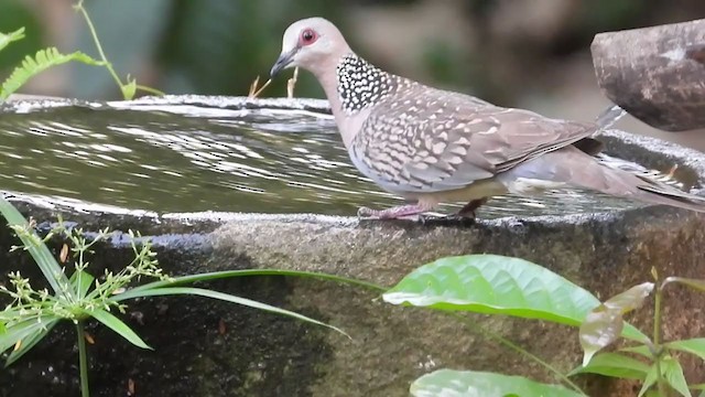 Spotted Dove - ML210154151